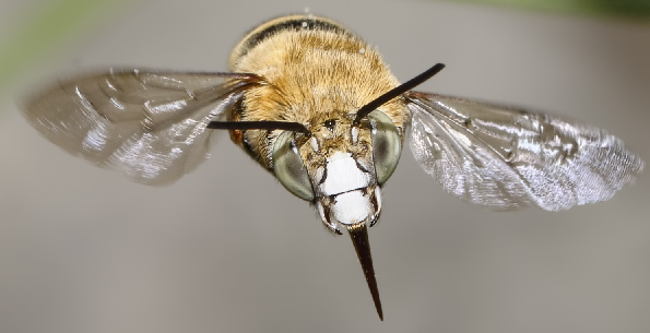 Apidae Megachilinae?  No, Apidae Anthophorinae: cfr. Amegilla sp.